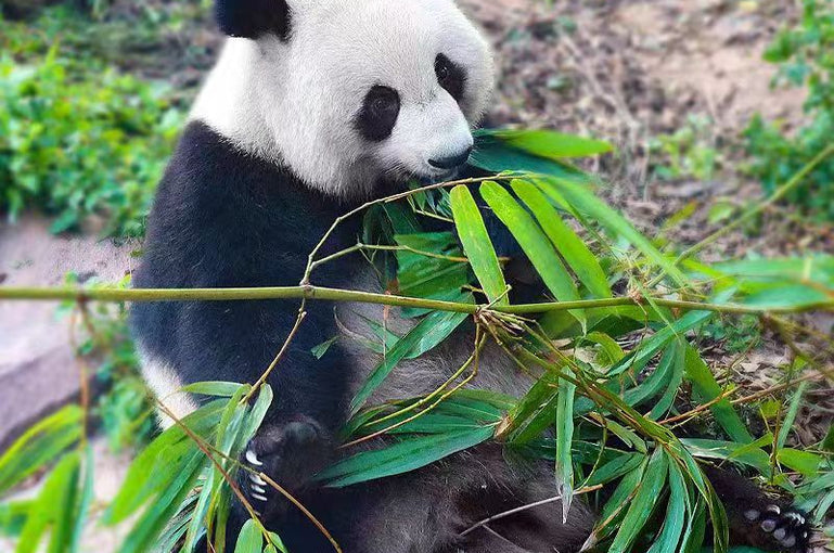 Kung Fu Panda Tour:Shaolin Temple,Panda Base,Sanxingdui Museum&Jiuzhaigou Scenic Area-5-Day Private Group Tours
